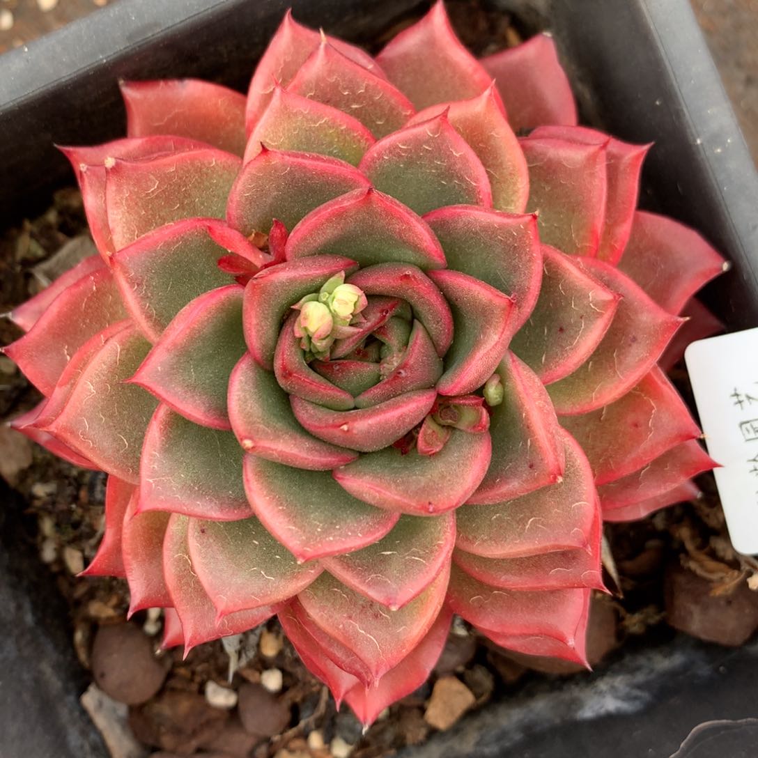 2345杂交精品基地9厘米