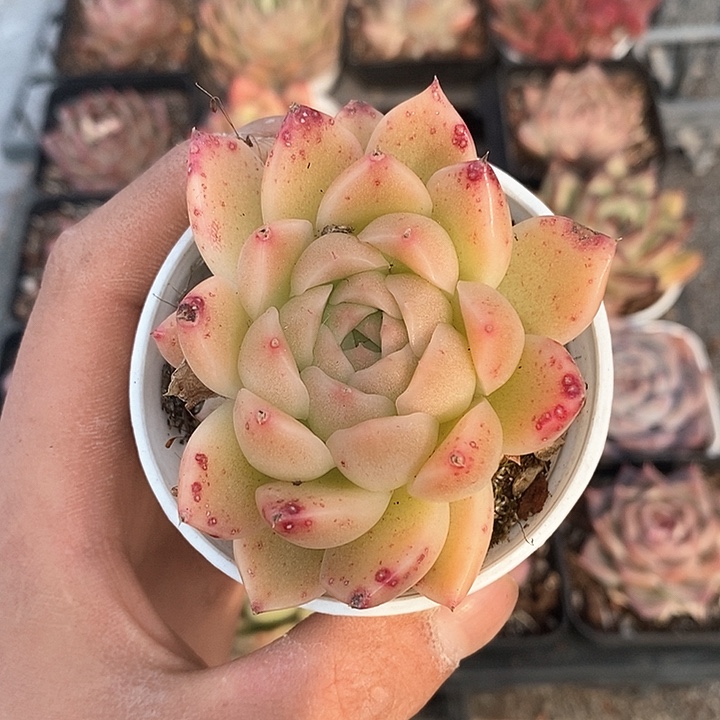 多肉植物一物一拍0207