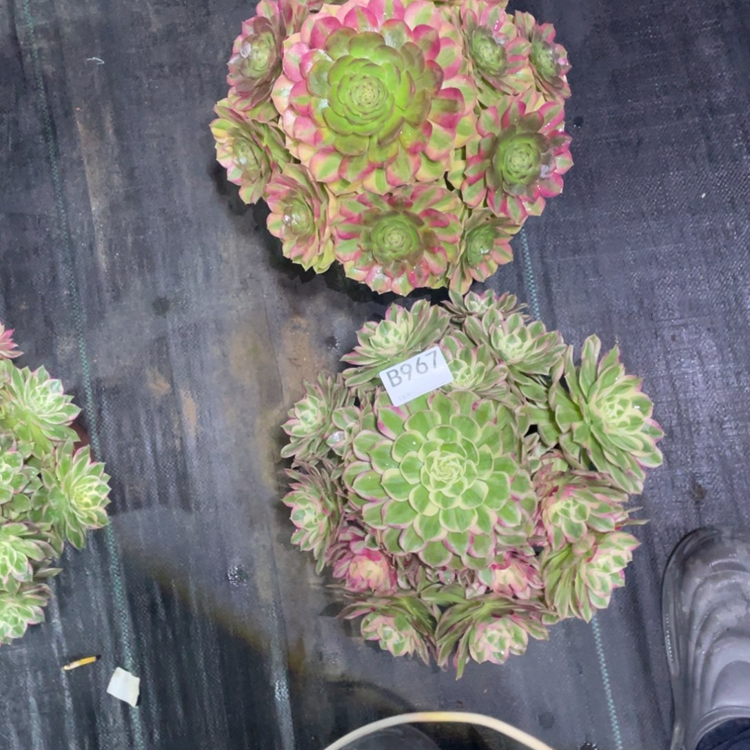 妞***贝轮回孔雀翎法师。    967