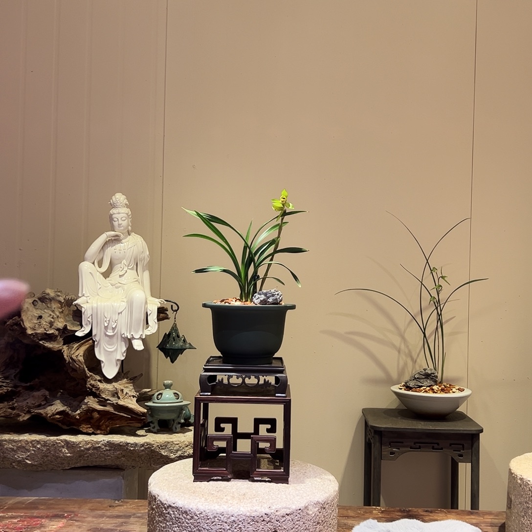 大部分花苞少量开放新品春兰