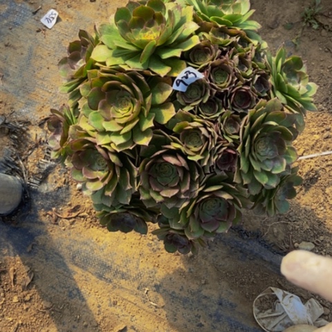 红心万圣节多肉朵朵932多肉不包断