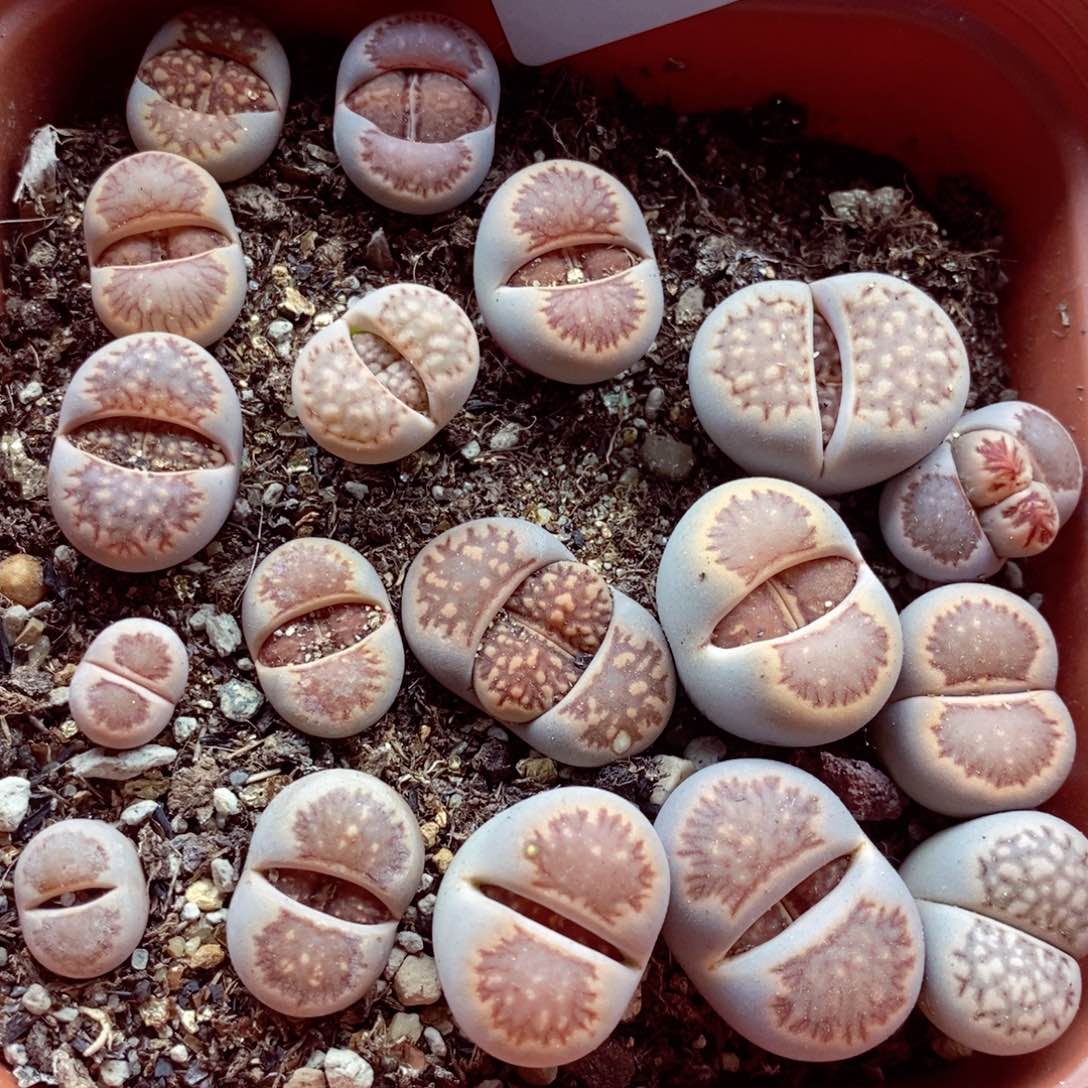 我是一只小小鸟地域鬼的427