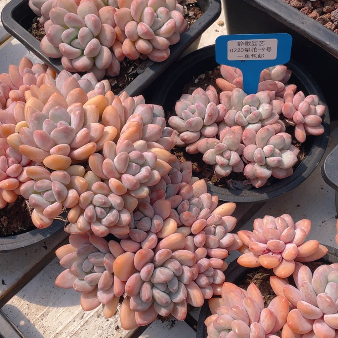 0220-9-大群老桩香水福利一颗