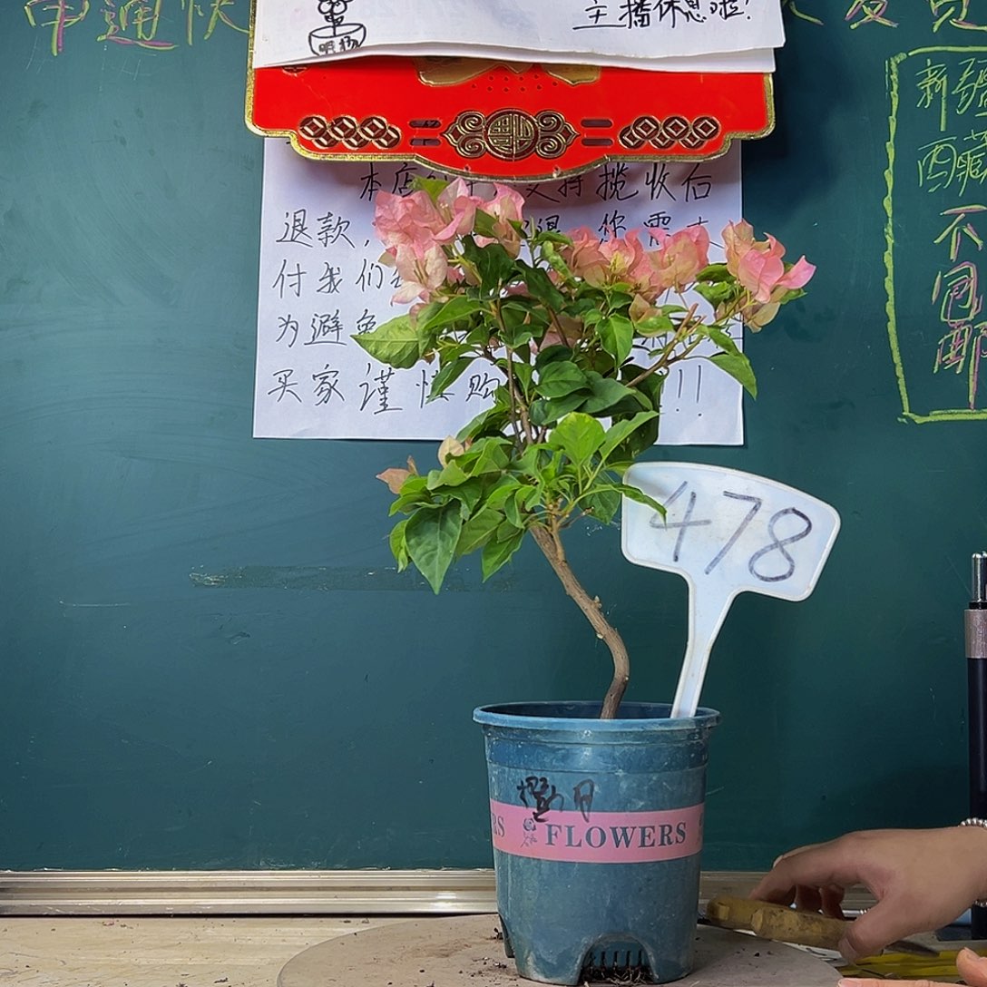 当前无花栽培后可以开花造型 橙九月 478