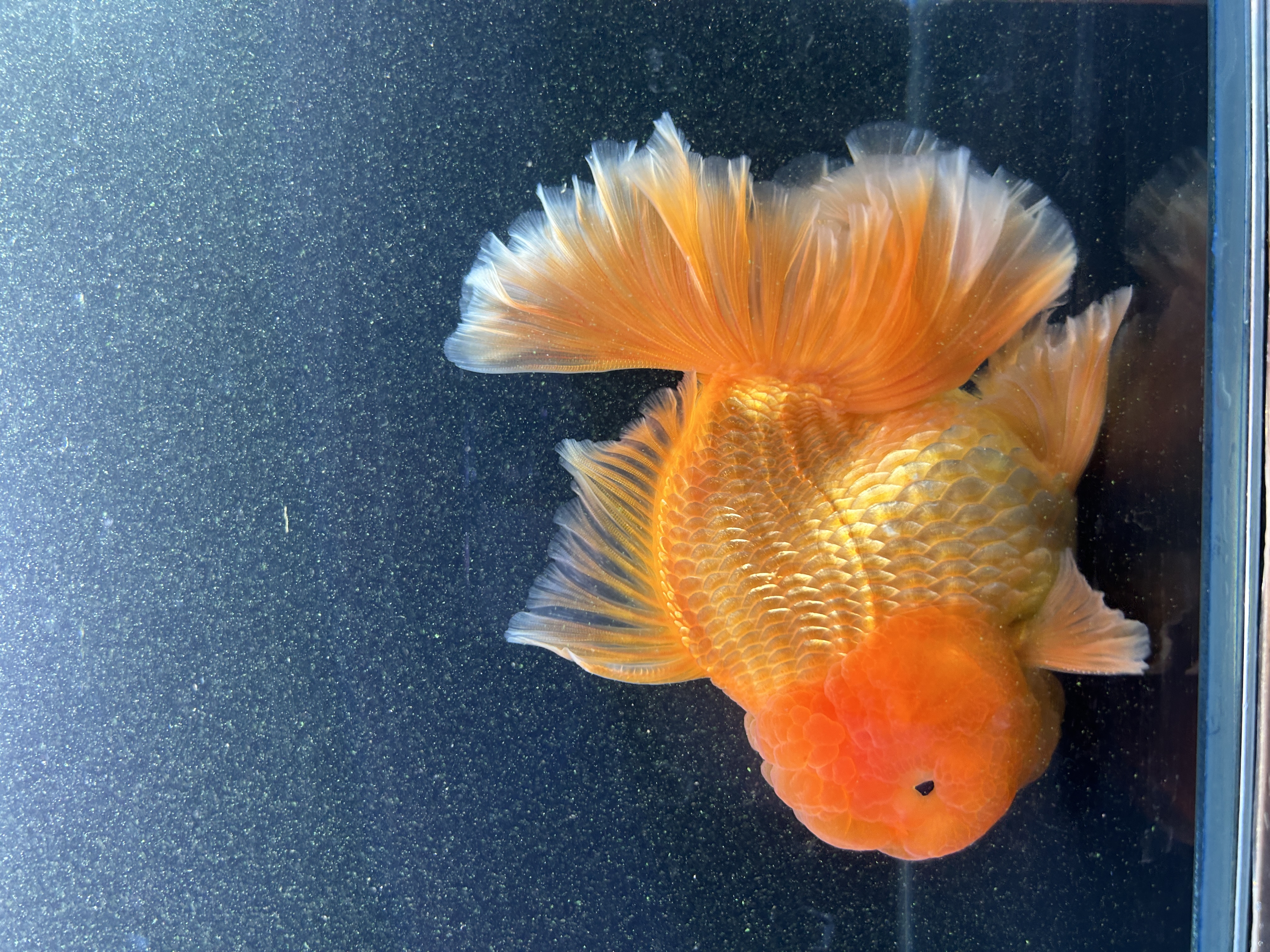 好养耐活的鸿运当头红狮金鱼冷水淡水观赏鱼多品种混发