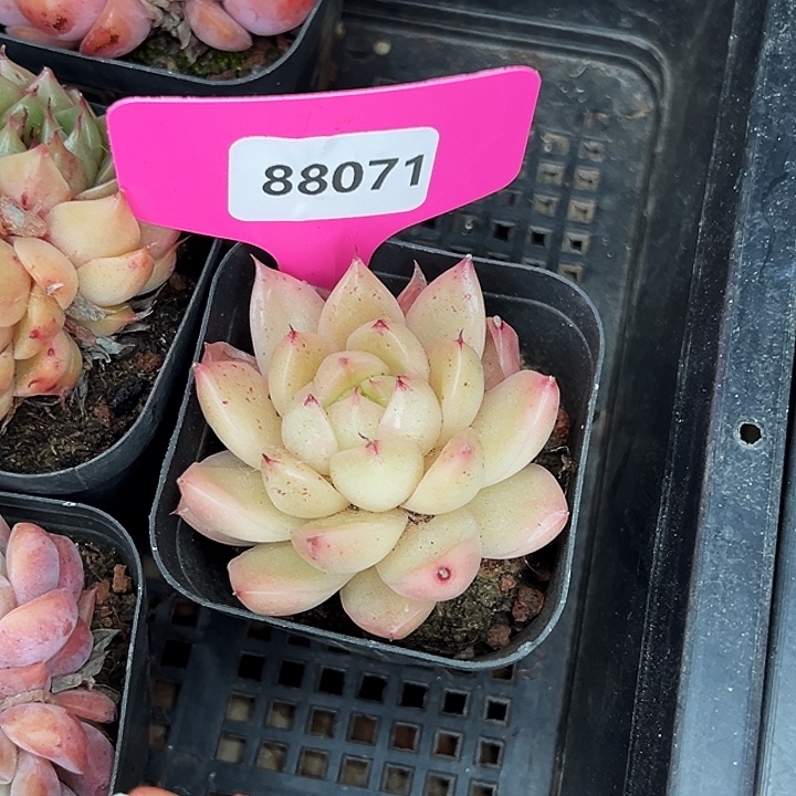 兰***儿糖心。    88071号。  