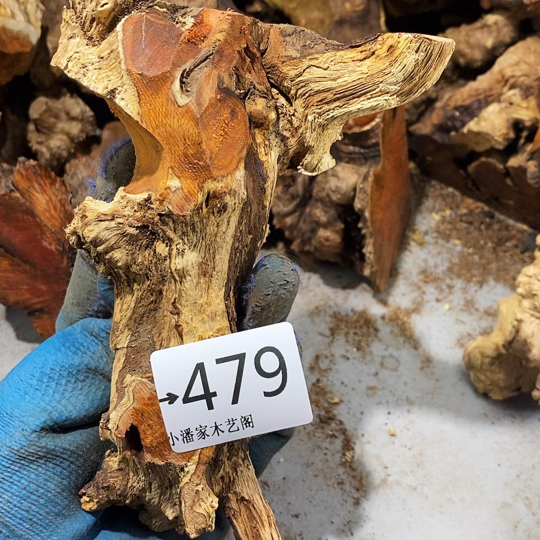 香榧木见*火琉璃……火琉璃