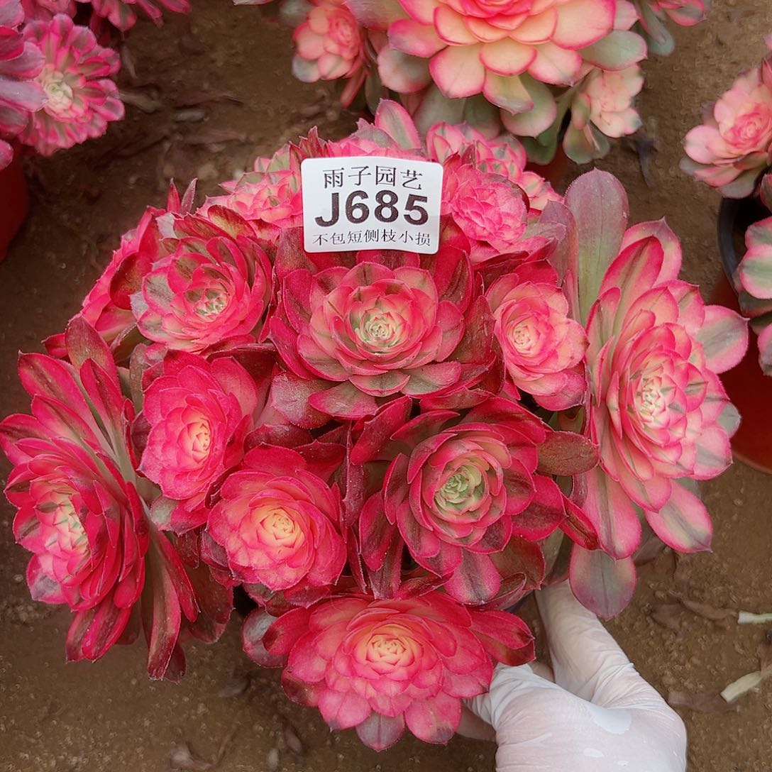 685荔枝尺寸25左右