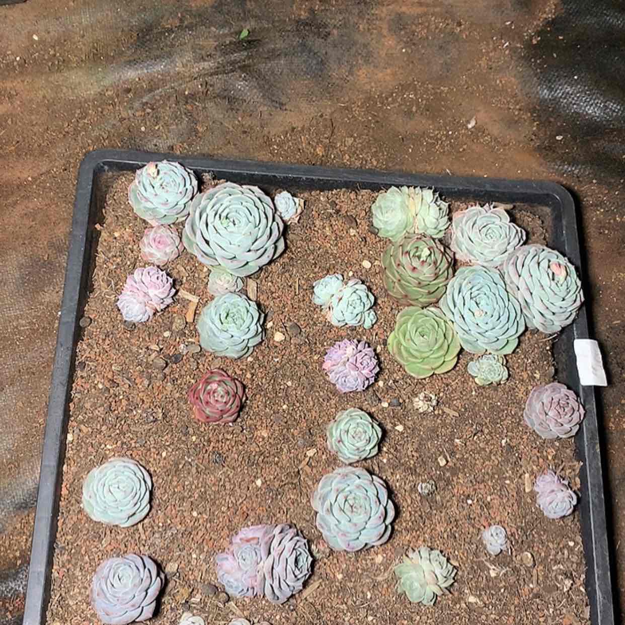【闪购商品】云510