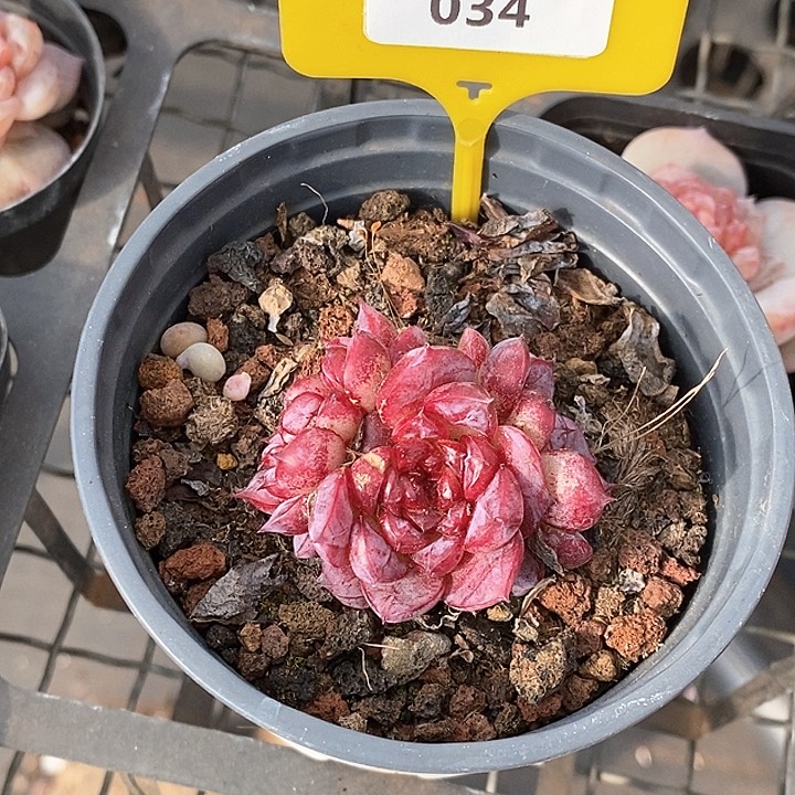 0102034天鹅绒 元旦福利