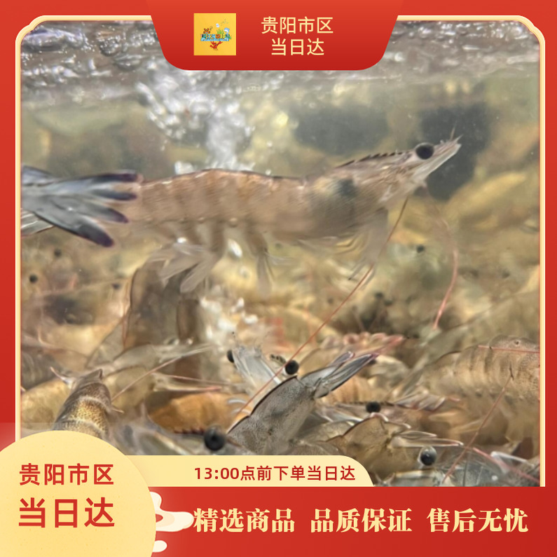 【虾类】鲜活基围虾/大明虾3斤 充氧活发