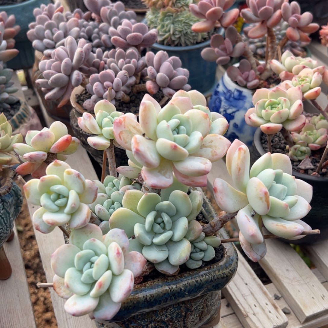 冷香群生多肉植物