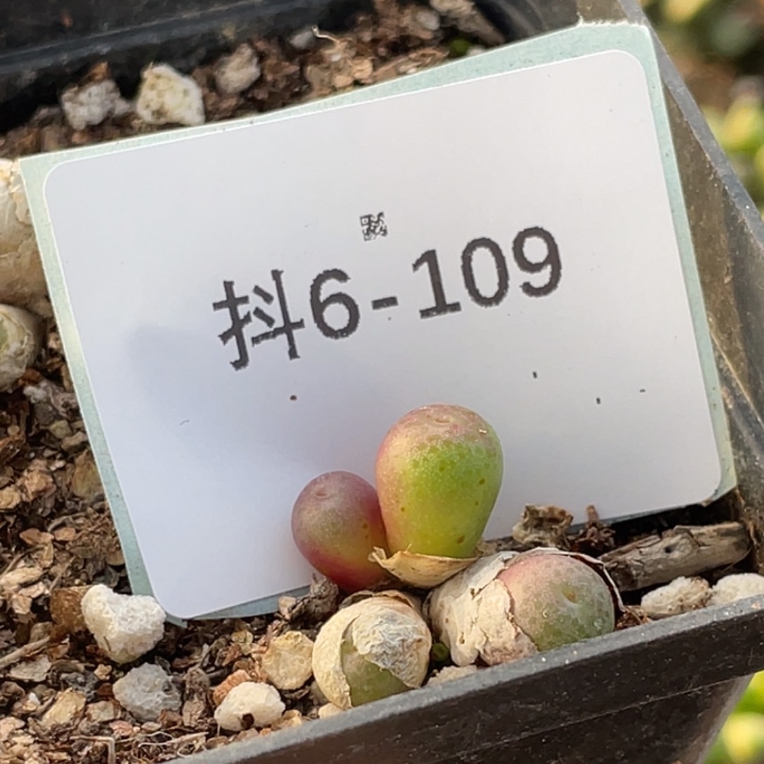 6-109皮姆多肉植物