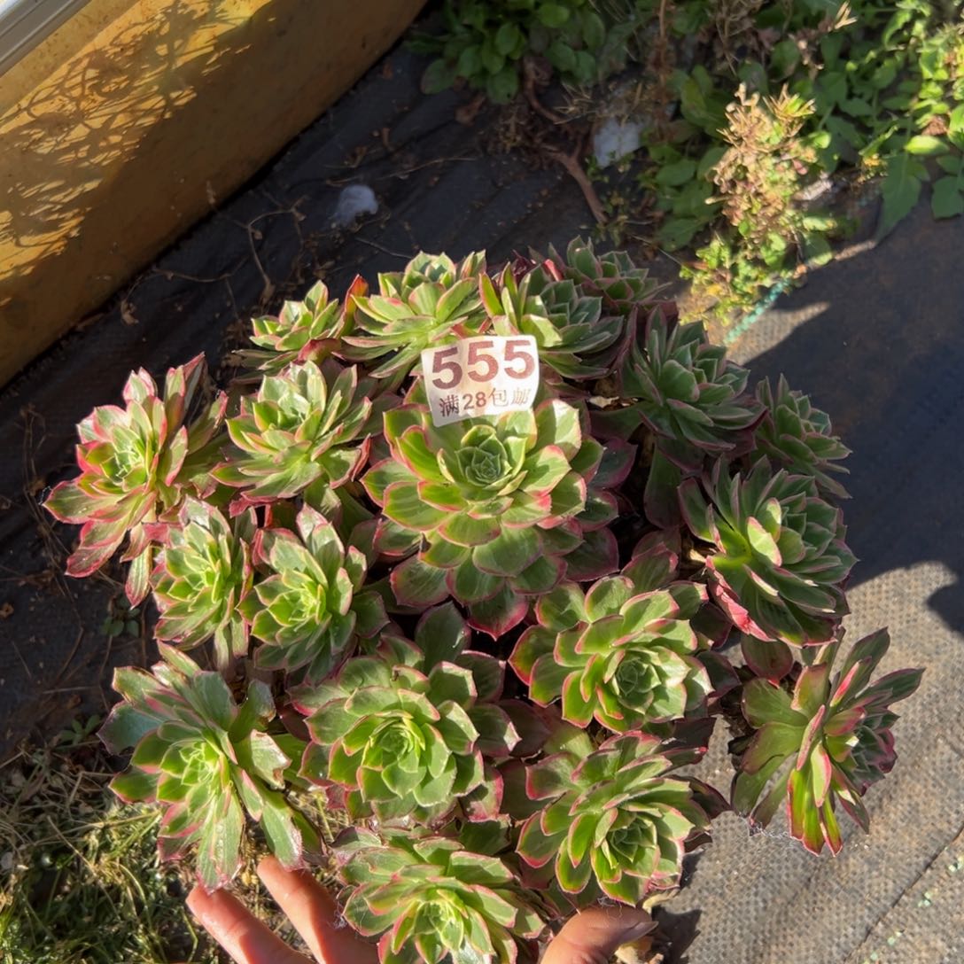 瑞***丽多肉植物555万花筒不包断枝