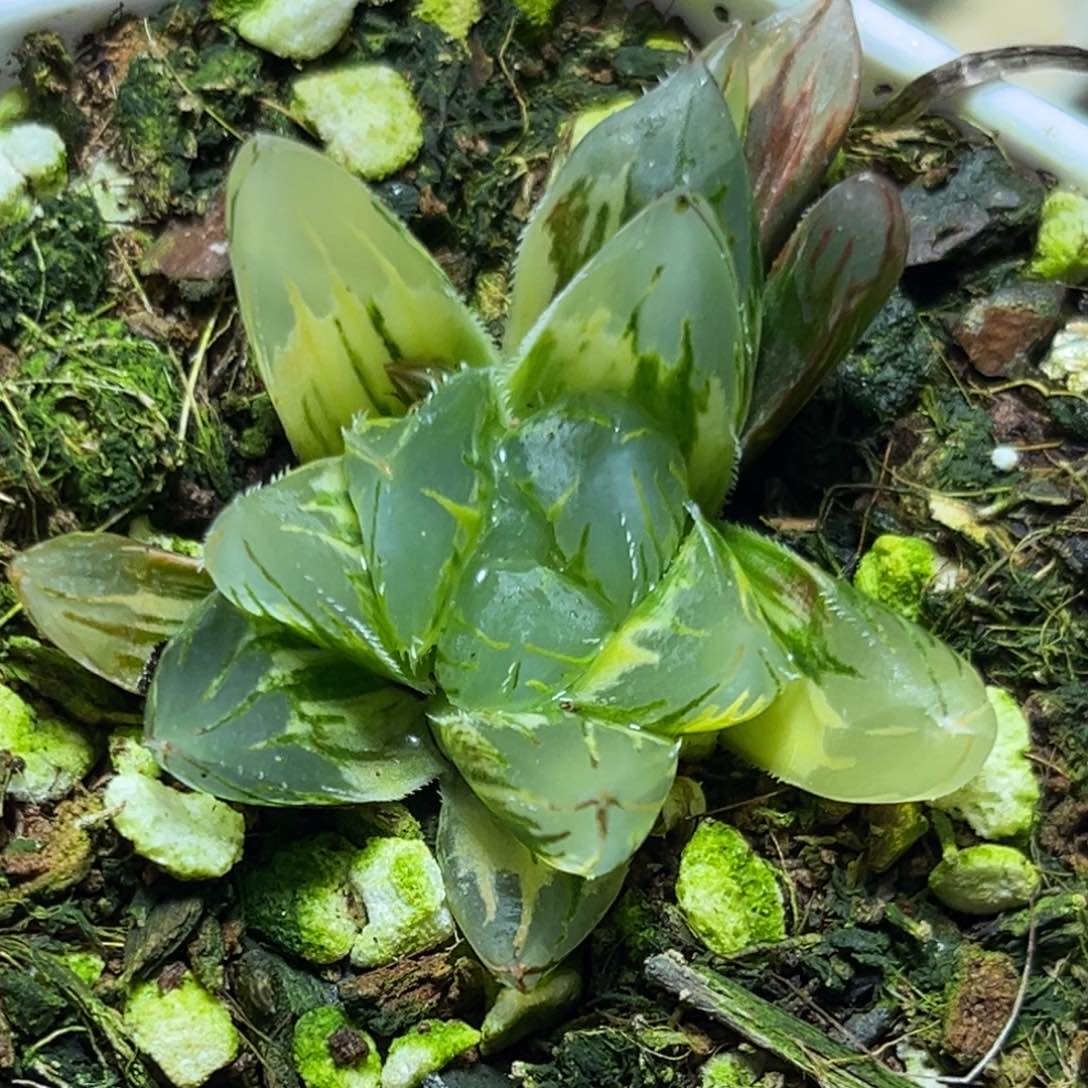 恭喜发财大吉大利959