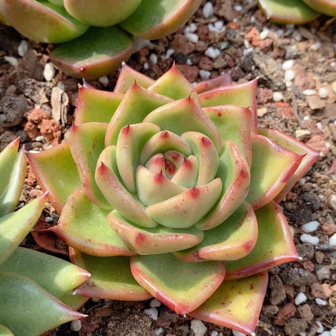 277 东云系多肉植物