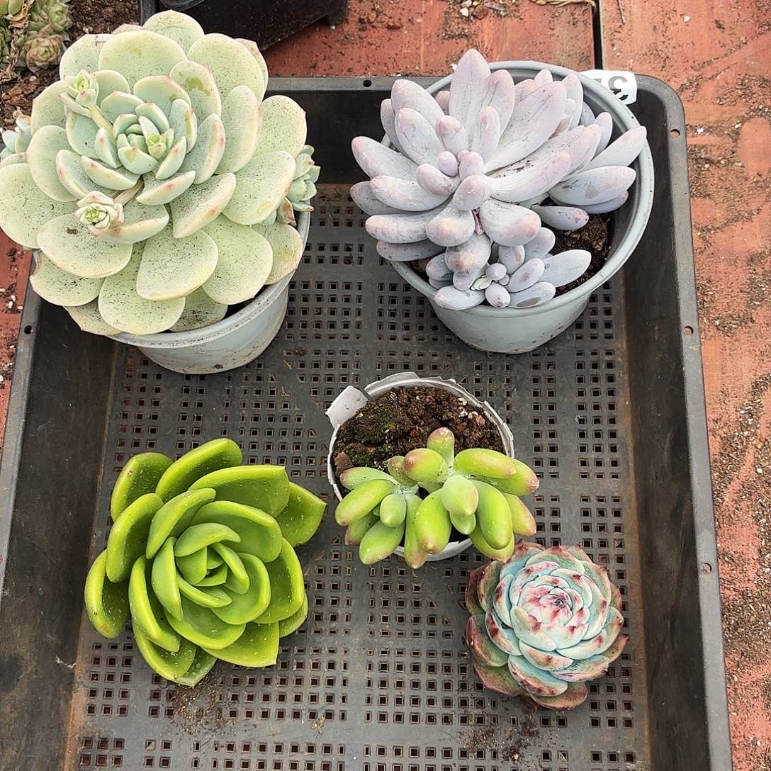 直接给他踩多肉，植物宽拍390号