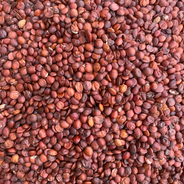 【杨老妹】山货酸枣仁100克 农产品