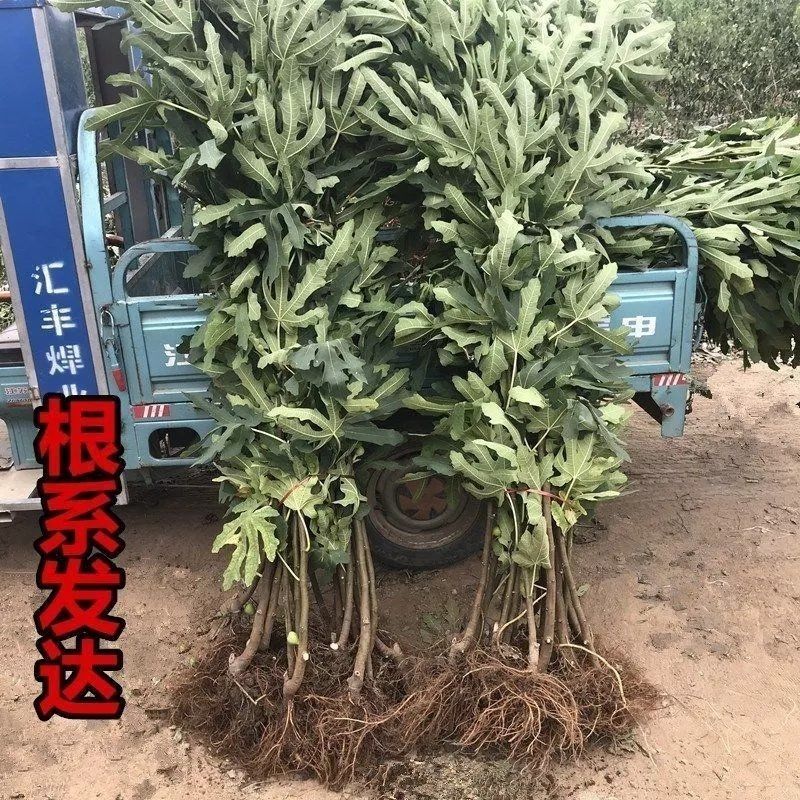 无花果树苗一物一拍南方北方种植波姬红大果软糯盆栽地栽