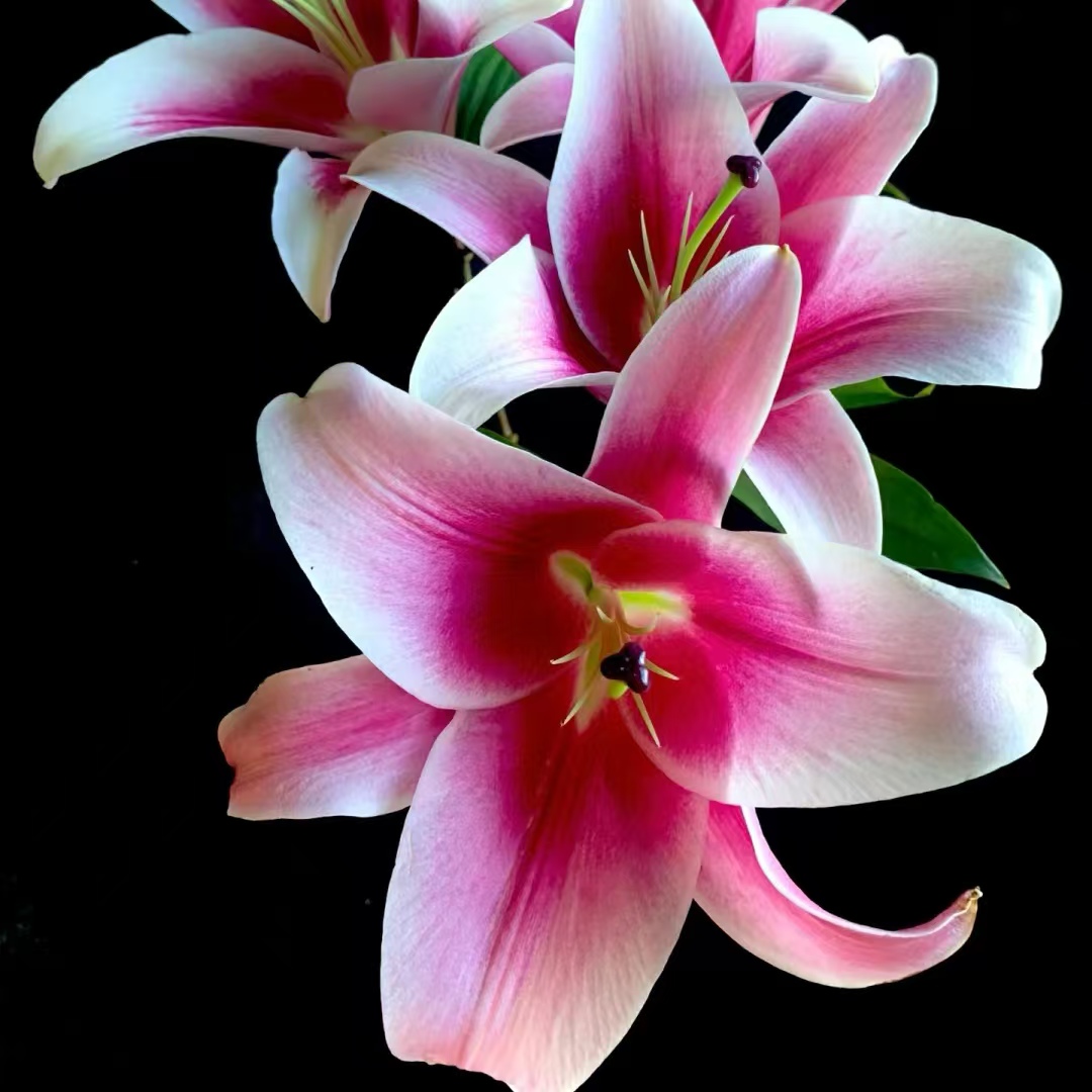 【大聪明卖花】玛丽莲梦露水百合 任意两单花材顺丰冷链或德邦快递