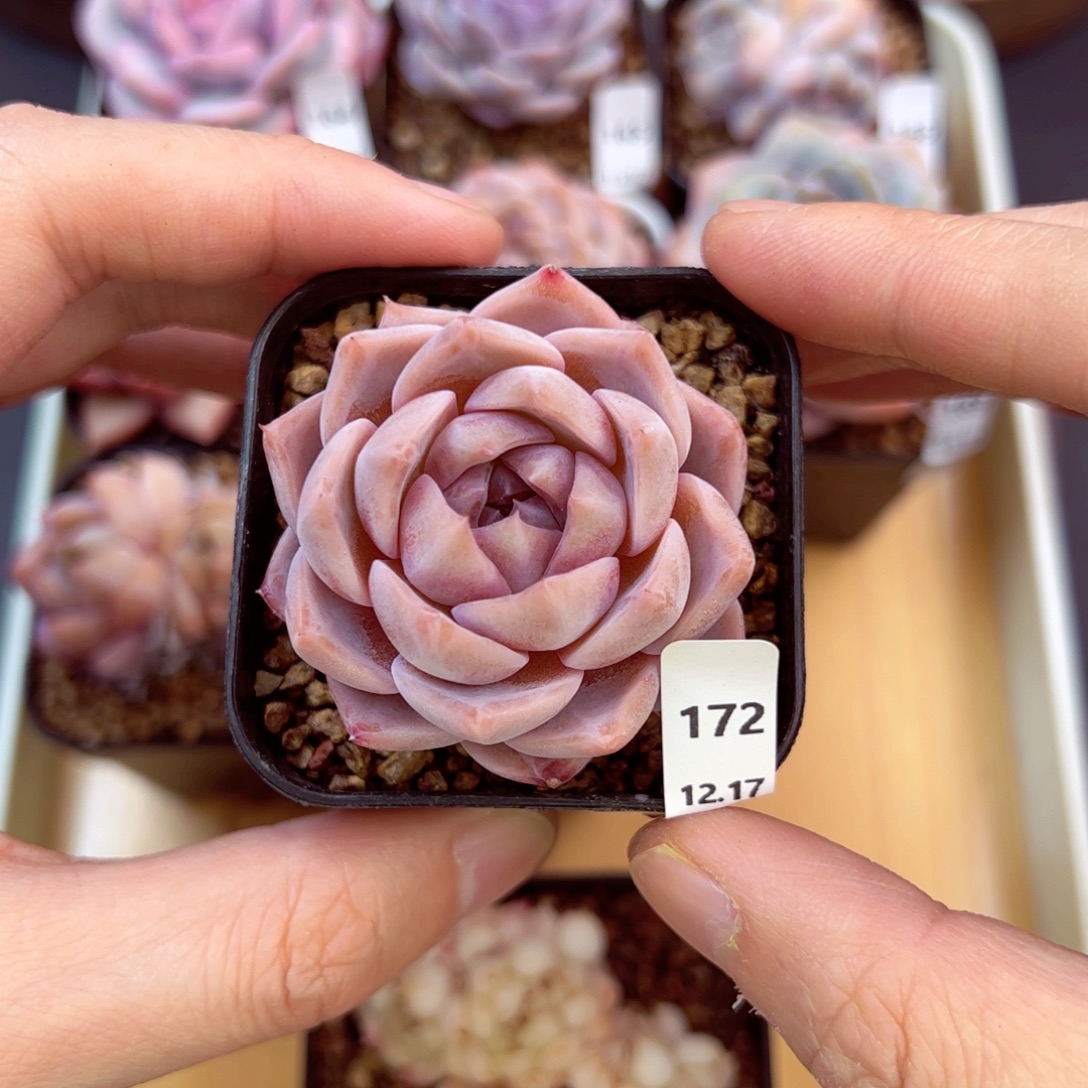 好好看172、哈哈哈哈