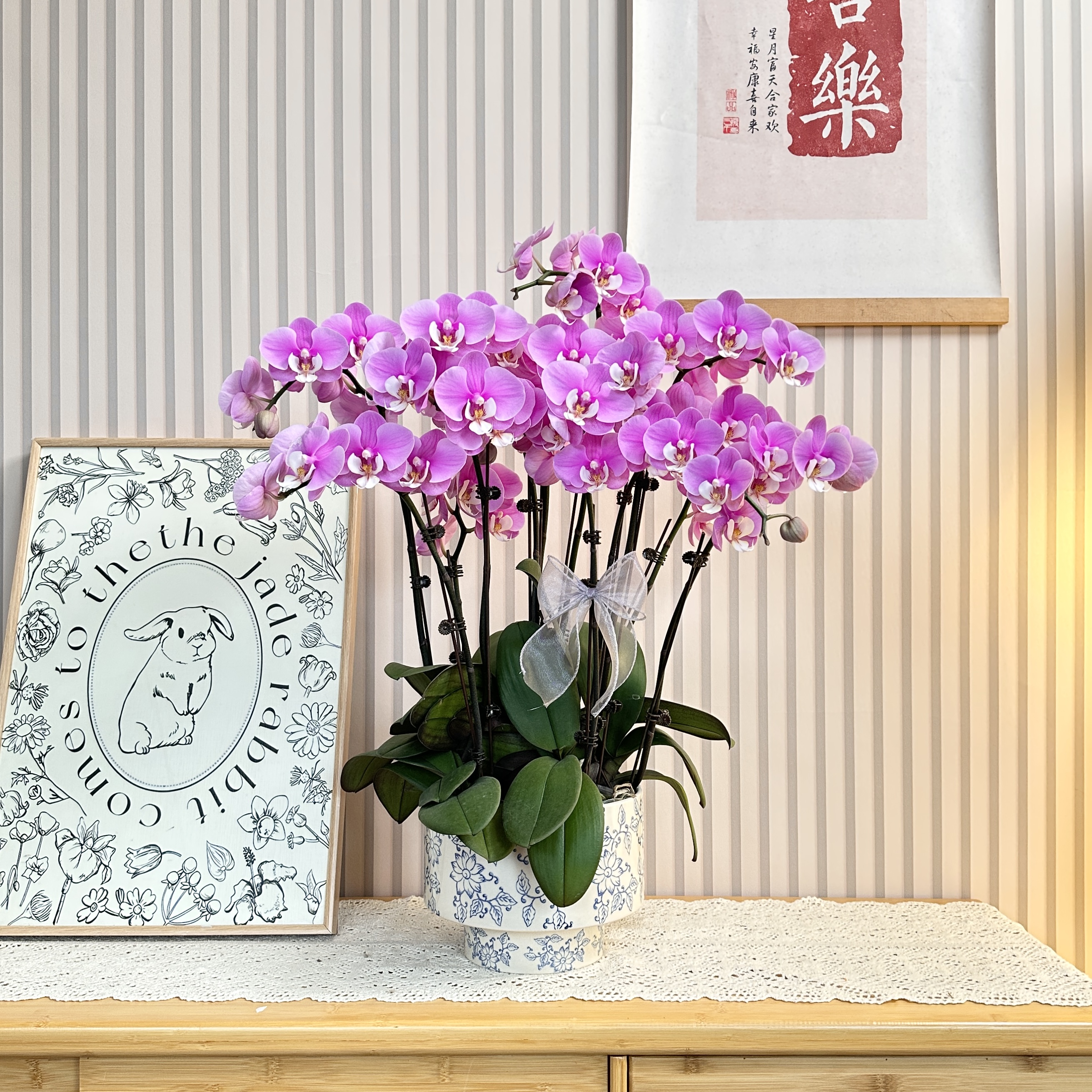 【安娜】蝴蝶兰 经典品种  送人送礼精致组盆 七夕礼物 浪漫花束