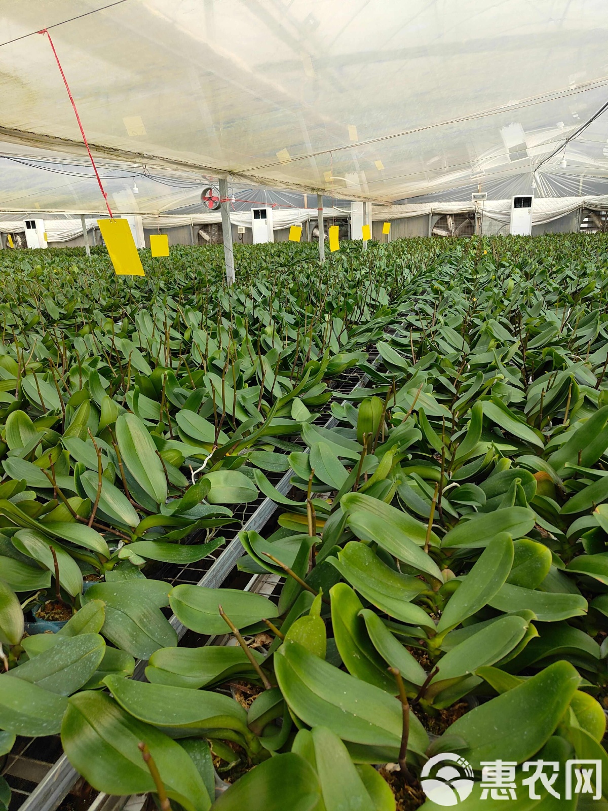 樱花  精品蝴蝶兰新鲜直供品质优良
