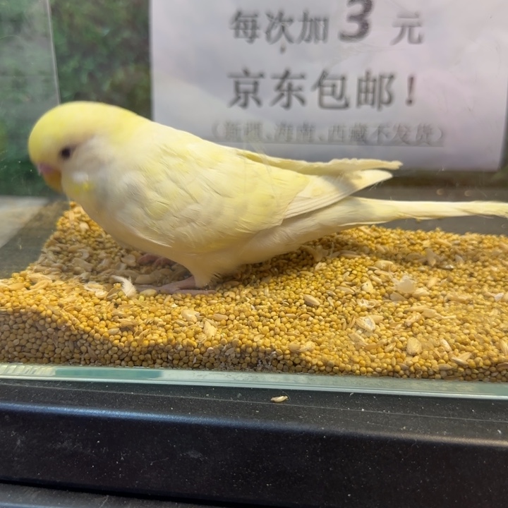 虎皮鹦鹉大头虎皮鹦鹉