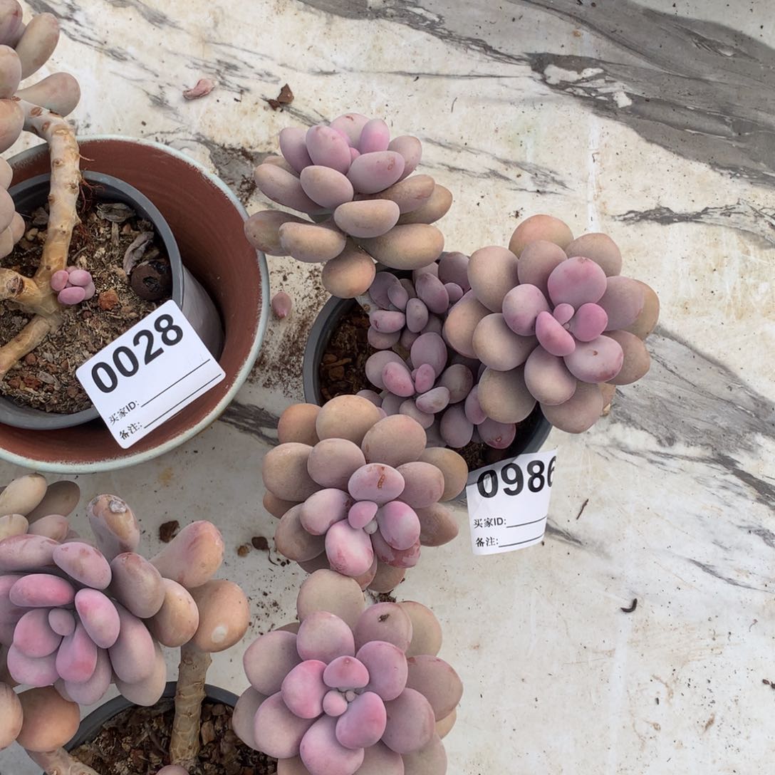 圆叶桃蛋一物一拍986号