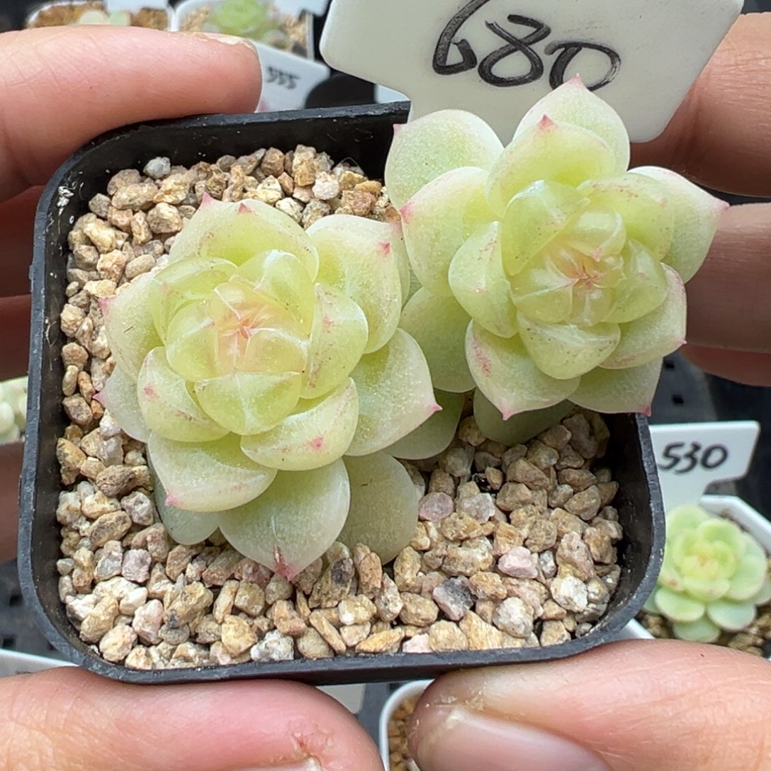 680号财富密码8888