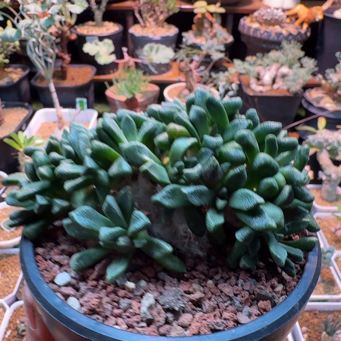 老桩唐扇99 仙人球