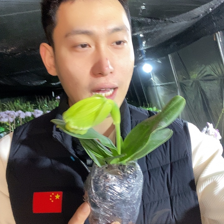 无花朵绿肉饼花剑