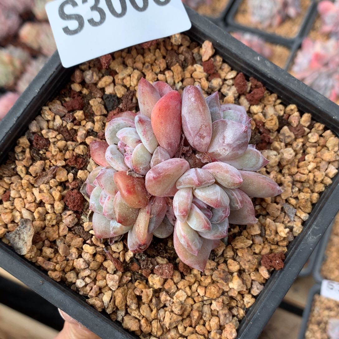 S3006 橙梦露清仓特价 