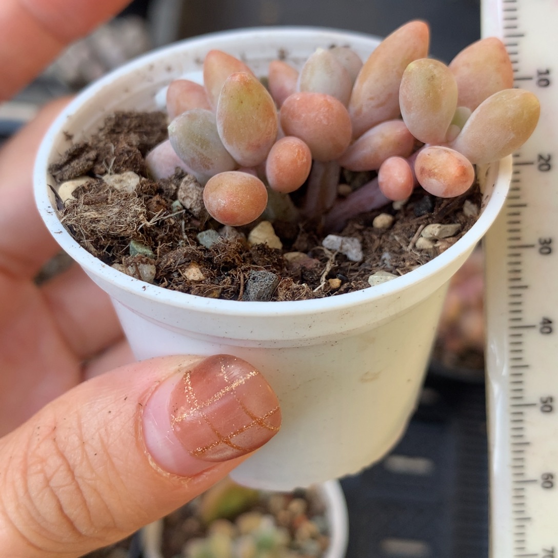 芒果奶 不凑满28元发一片叶 不售后 到付