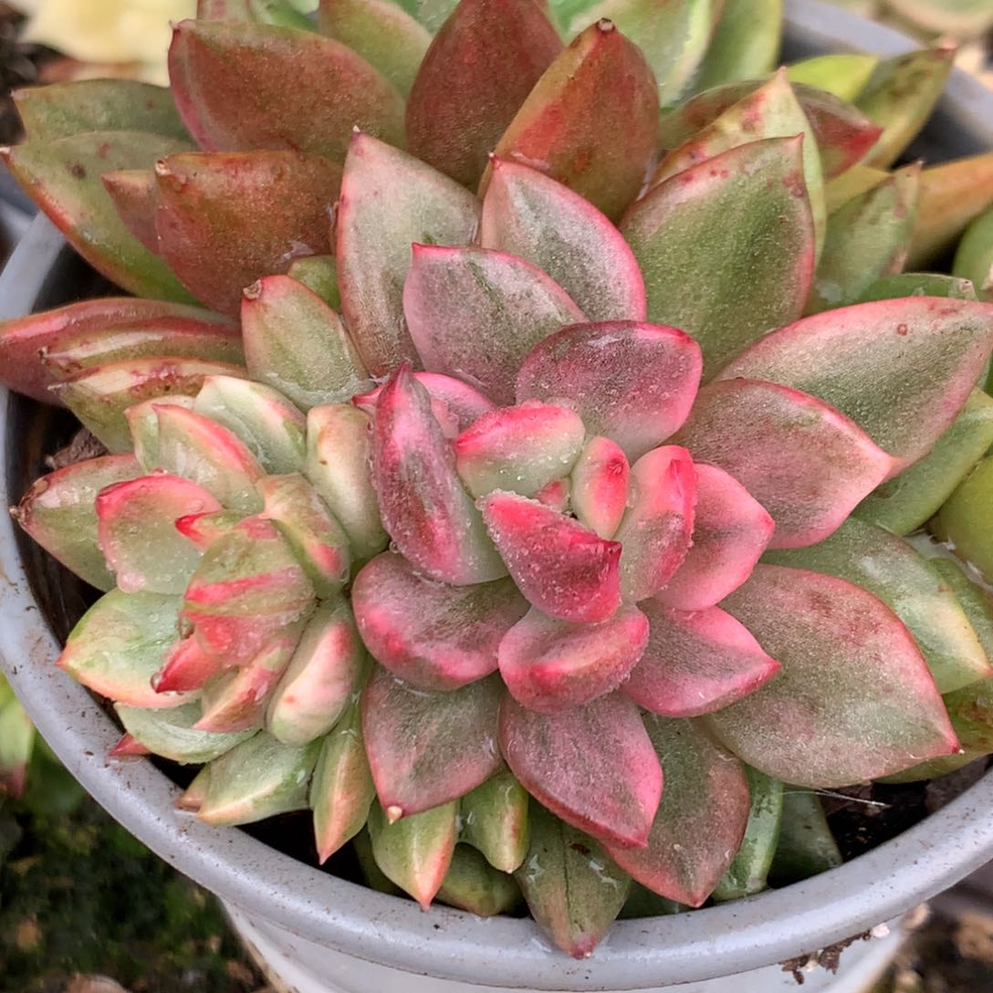 东云j j j j j j l