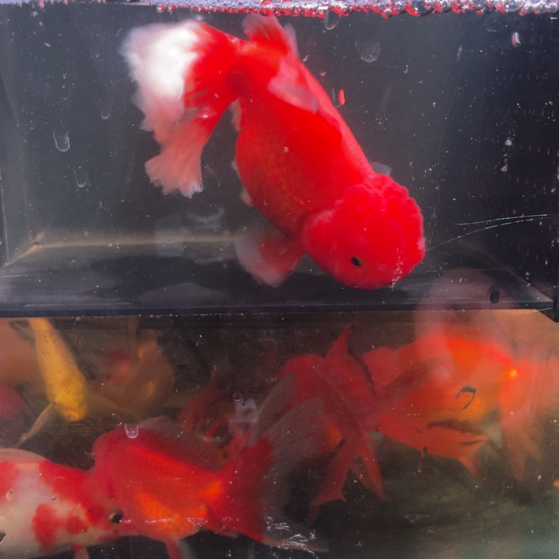 15公分  精品大千褶