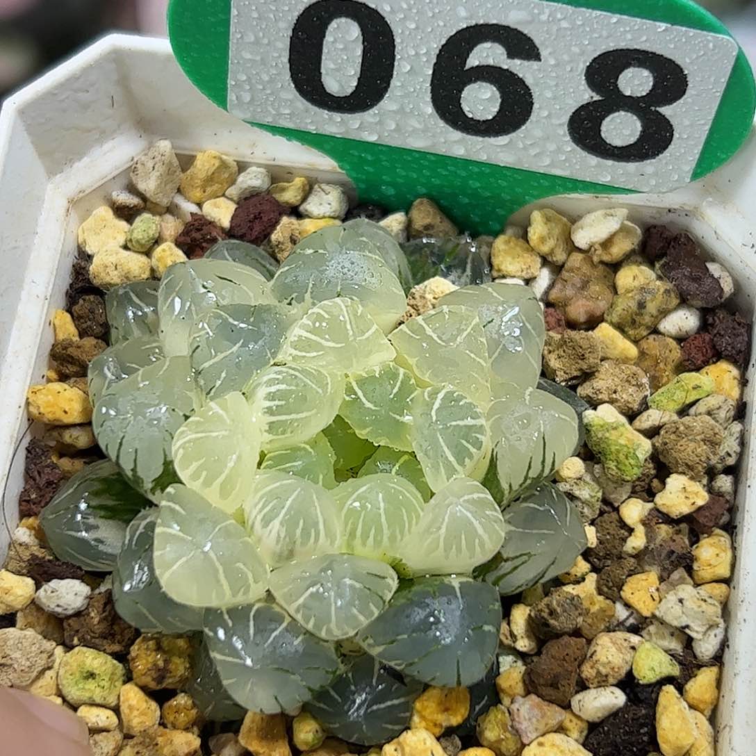 糊斑潘灯锦十二卷多肉植物