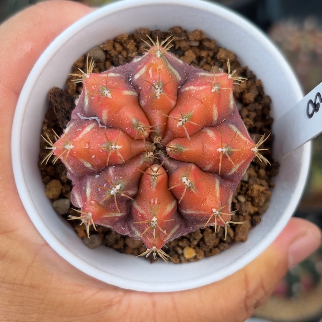 泰系米哈仙人球实生梦想锦61