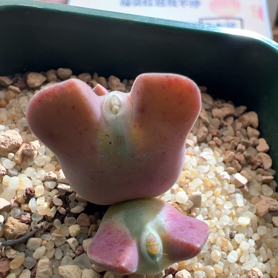 不**了939。青蛙优选粉紫体小妖姬大眼空蝉