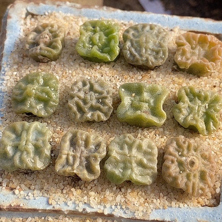 单头大方烧一颗            