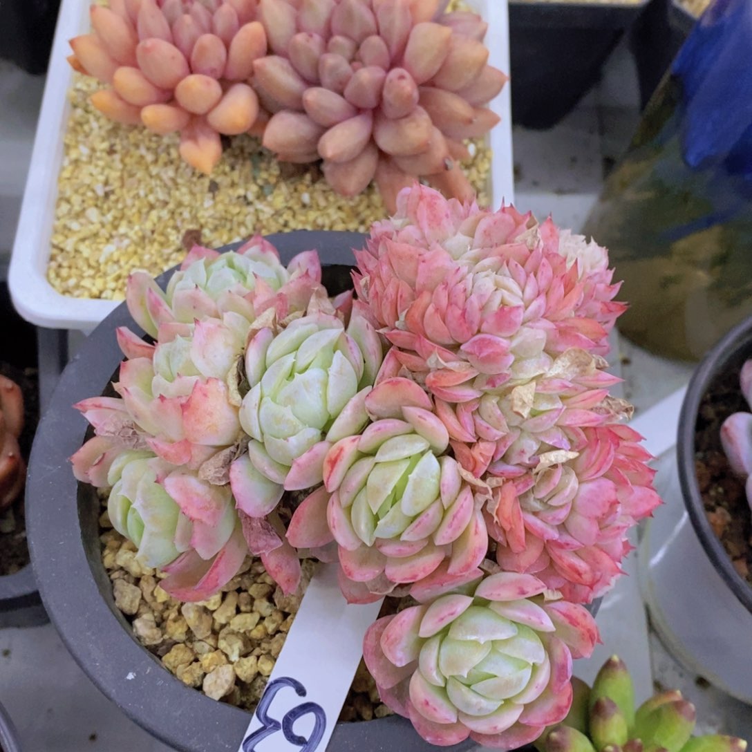 多肉植物，满5宋1了