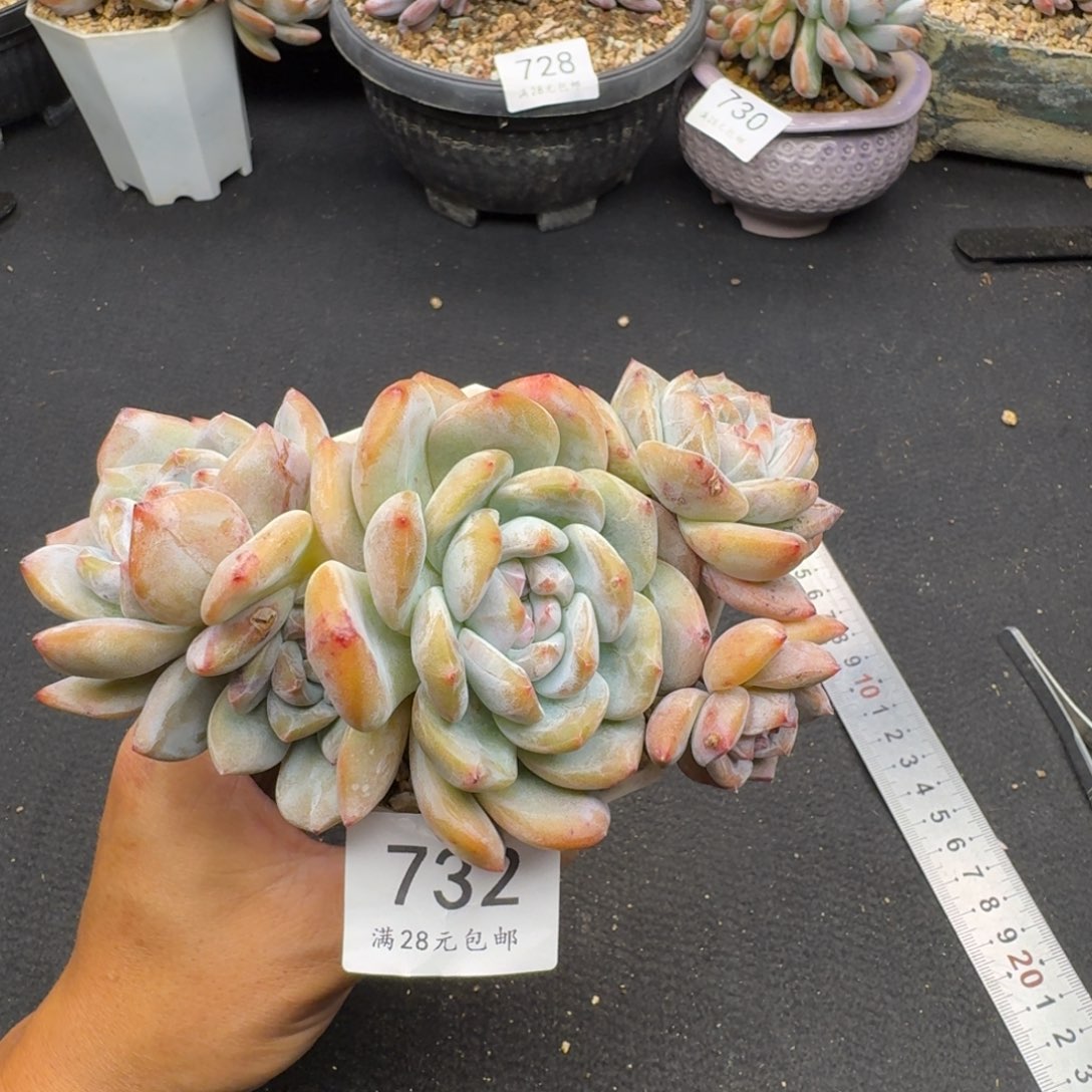 732石榴籽星影5头无砍15cm左右