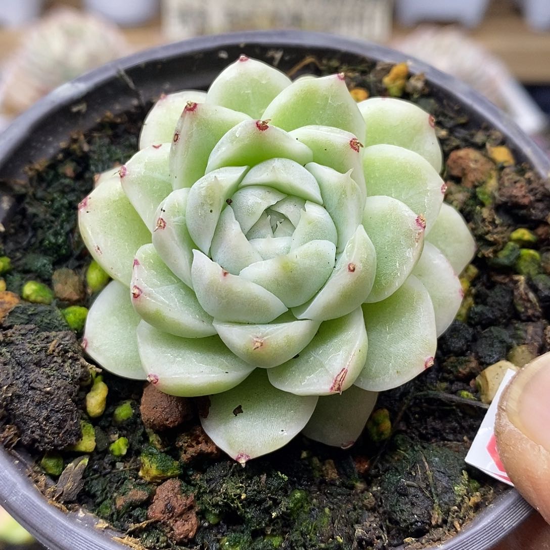 27106 麦秆锦 需延时发货