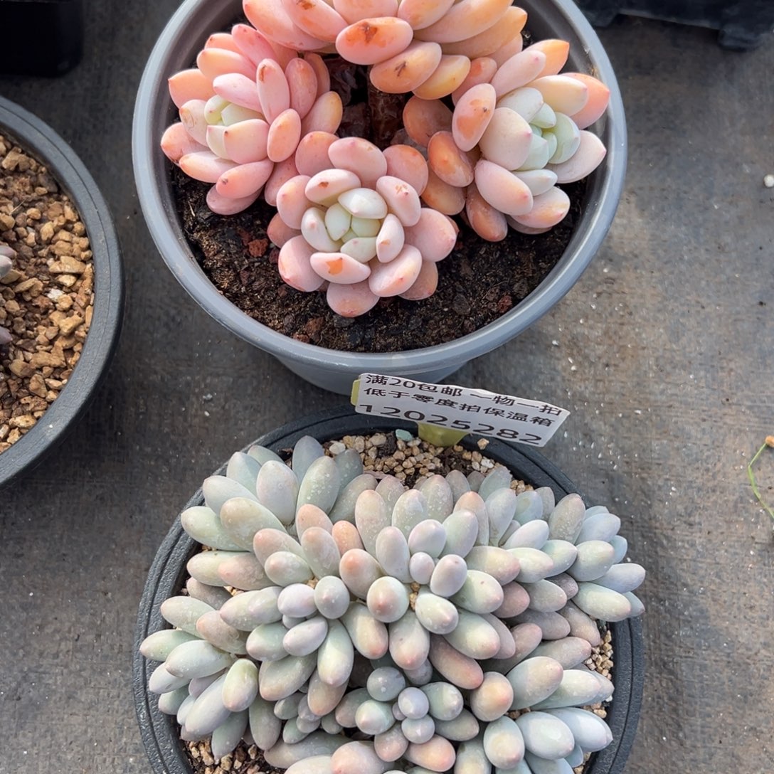 12025282 汤圆 圆叶冷香两颗组合特价不售后