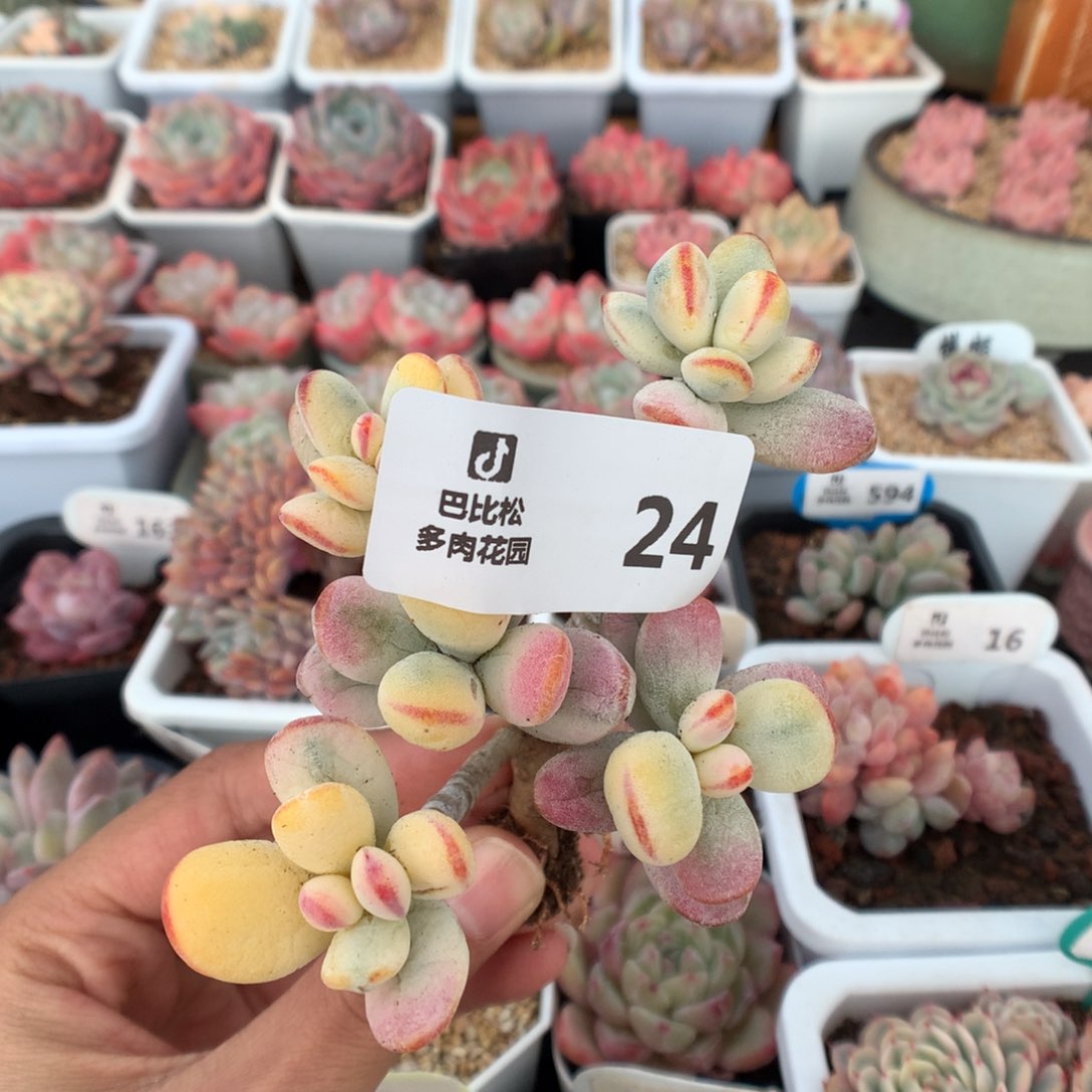 派*星24乒乓福娘锦多肉福利