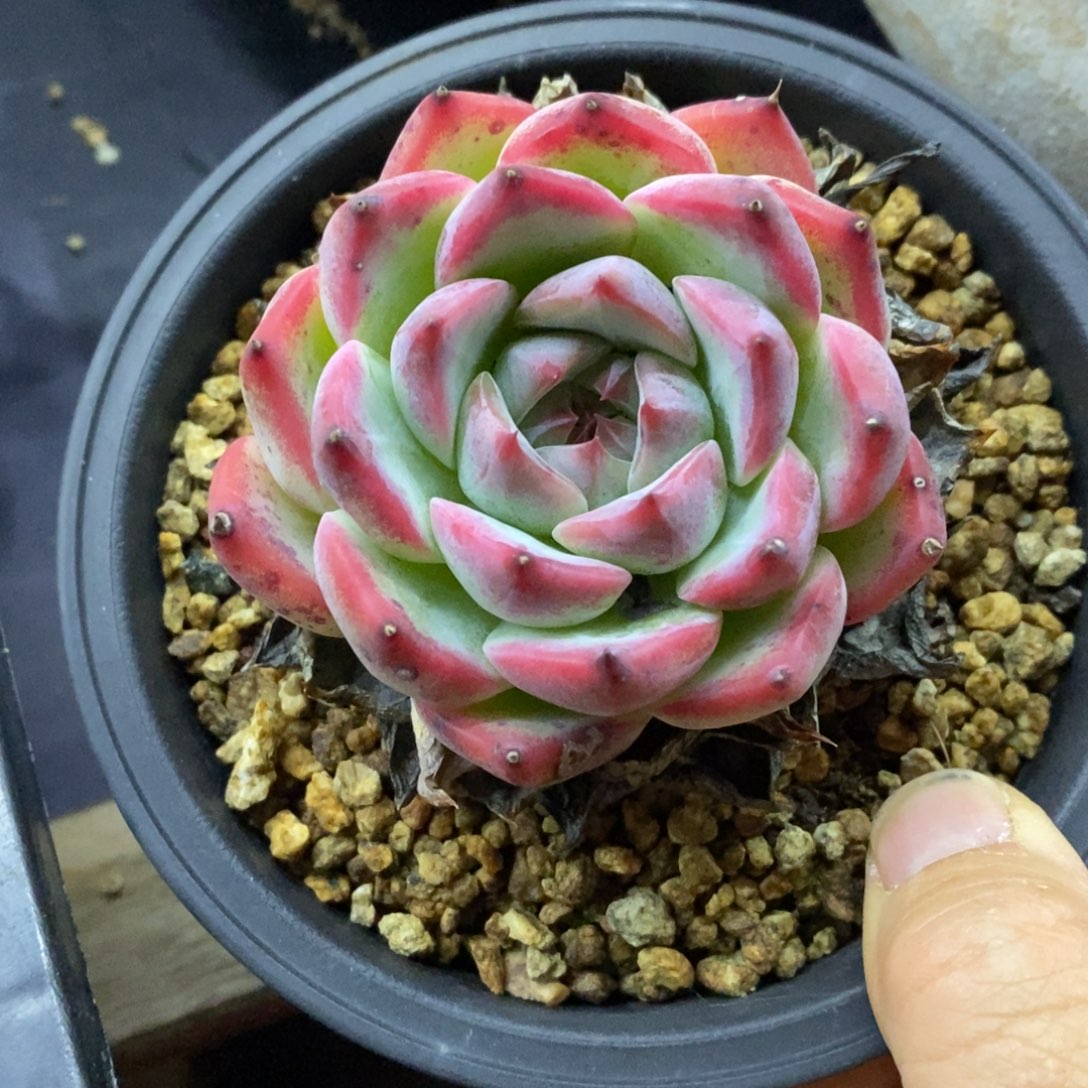 精品多肉一物一拍不包整1