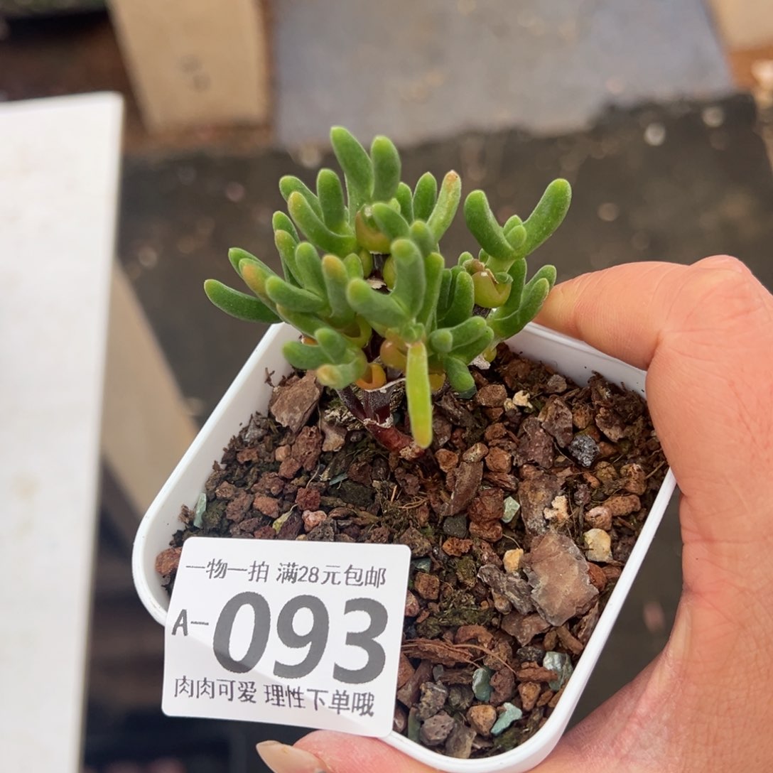 枝干番杏兔子多肉多肉多肉多肉