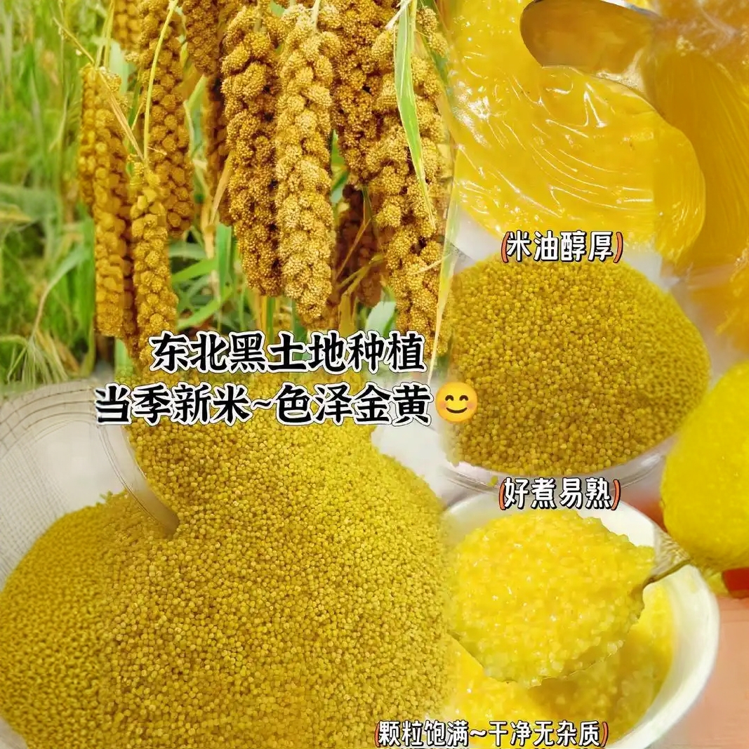 朝阳金苗K1小米！煮粥黏有米油！金黄！老人孩子都适合！