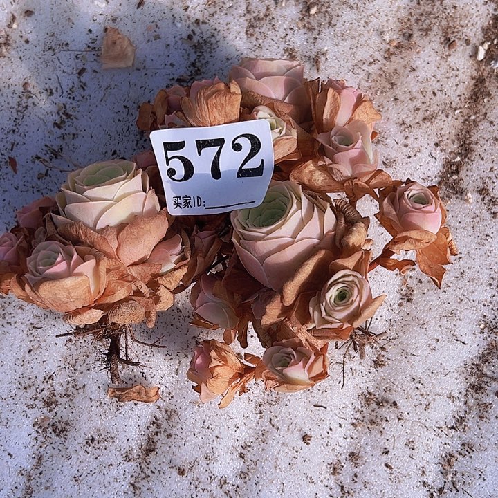 梦***回572一物一拍洛溪玫瑰