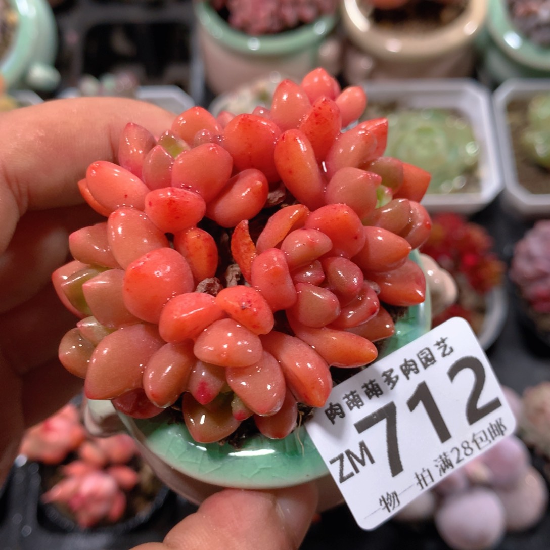 5CM拇指盆精控多肉ZM712